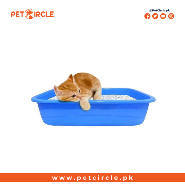 Kitten Litter Tray small size